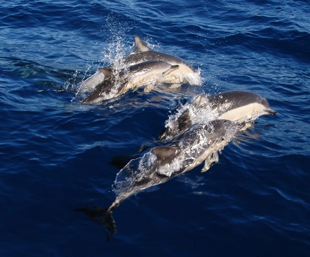 Bottlenose dolphin Mallorca