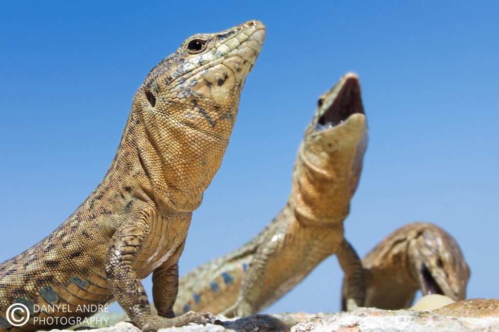 Sa Dragonera lizards sun bathing