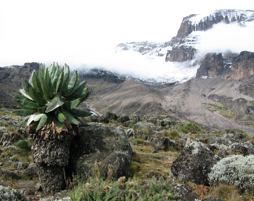 Vegetation Mount Kilimanjaro
