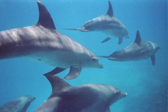 dolphins