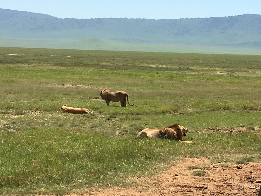 pride of lions on a safari