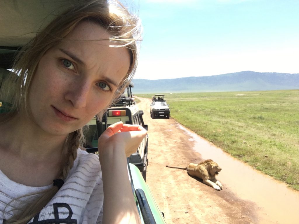 Lion close to the car on a safari