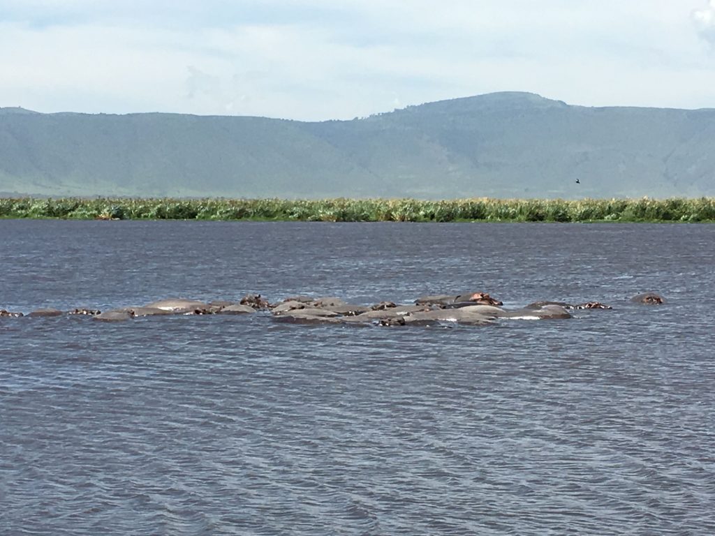 Hippos at lake Manyara