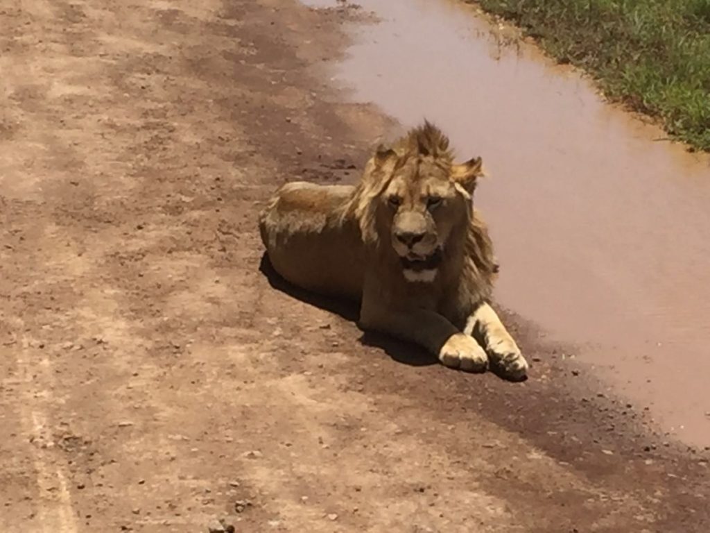 young laze lion Ngorongoro Crater