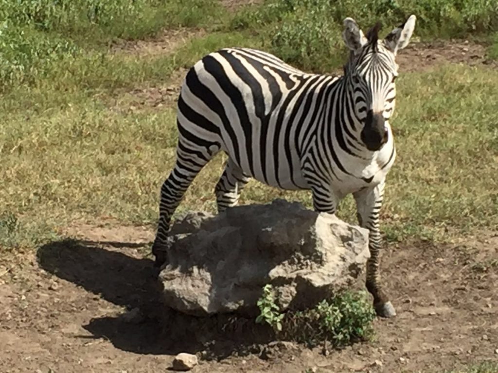 Zebra in Ngorongoro Crate