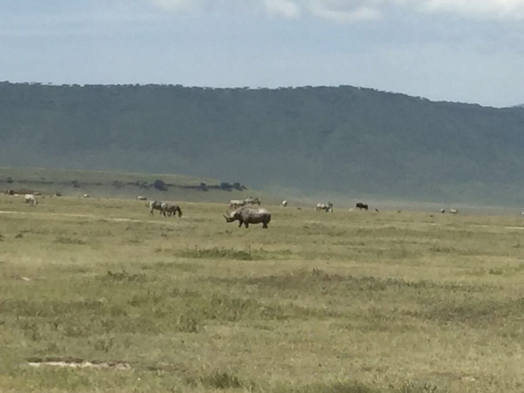 Black rhino nrogonrogo crater
