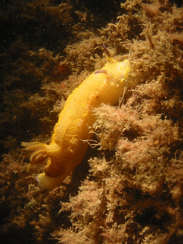 nudibranches Mallorca