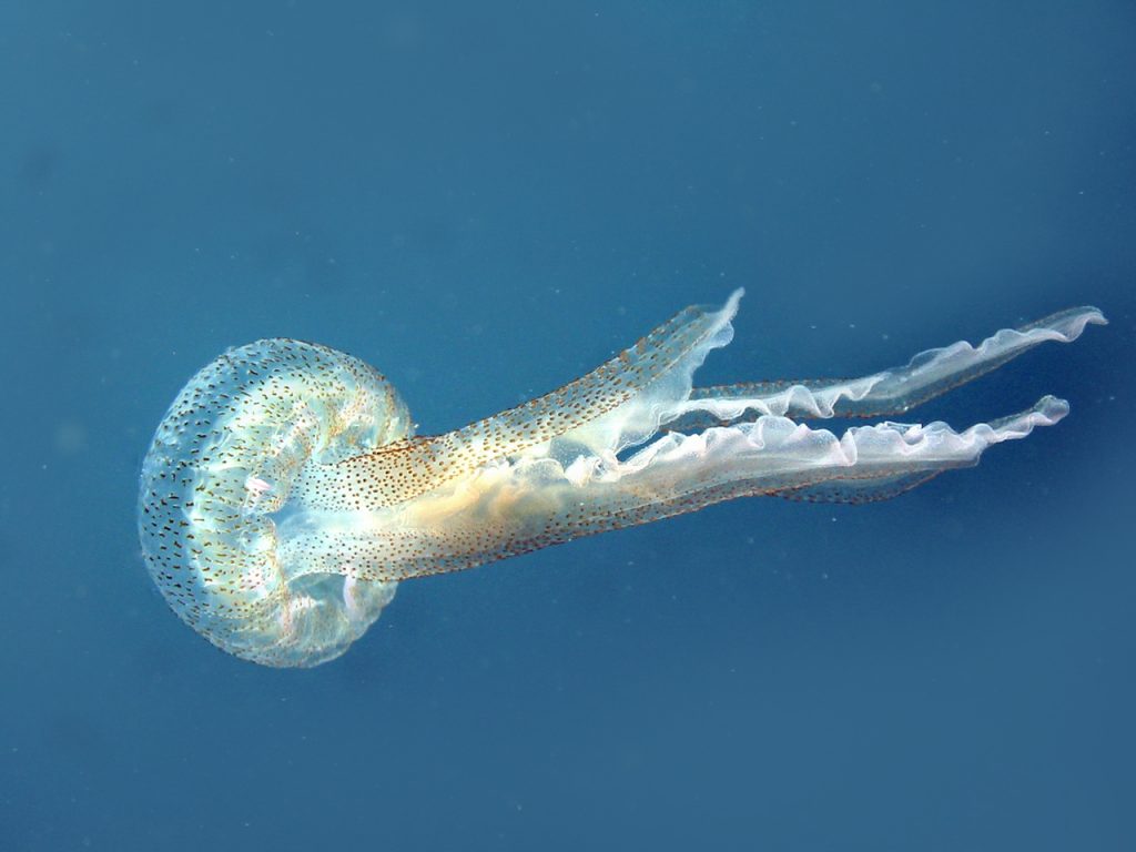 Jellyfish Mallorca