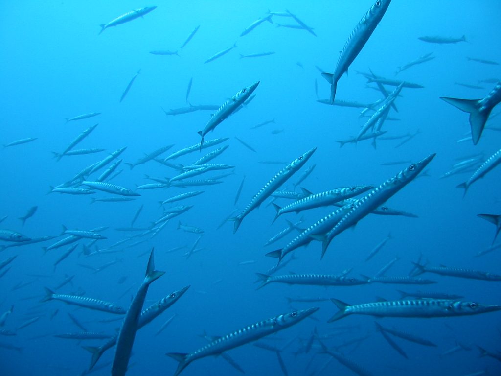 Barracudas Mallorca