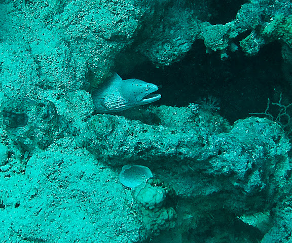 Morey Eel