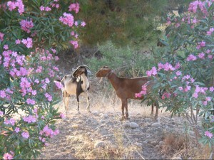 Goats on a hiking route in Mallorca