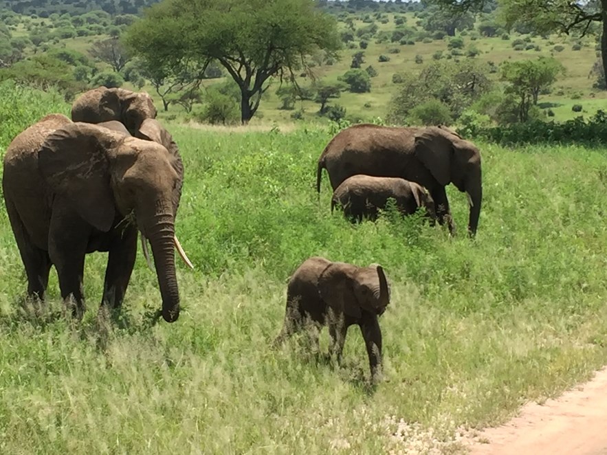 Elephants in Tanzania