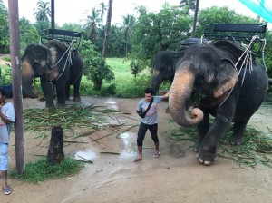 Thai working elephant