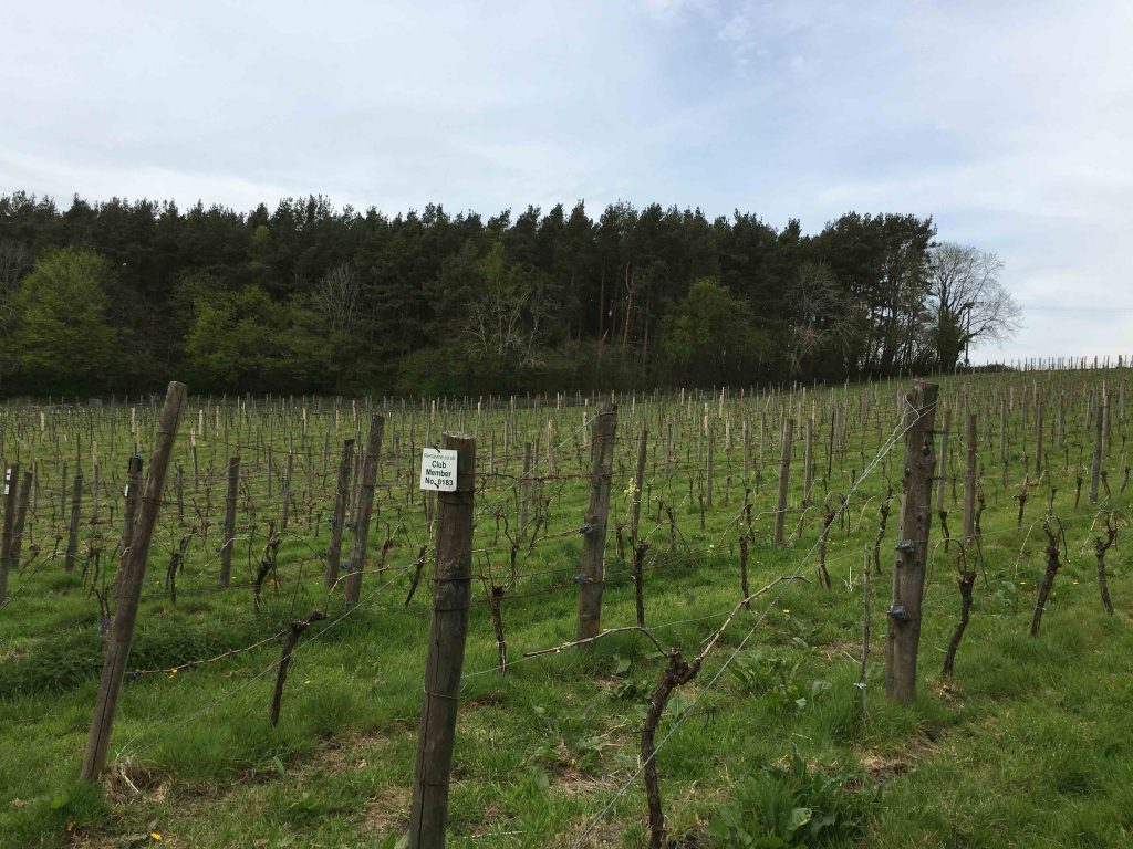 English vineyard in Sussex