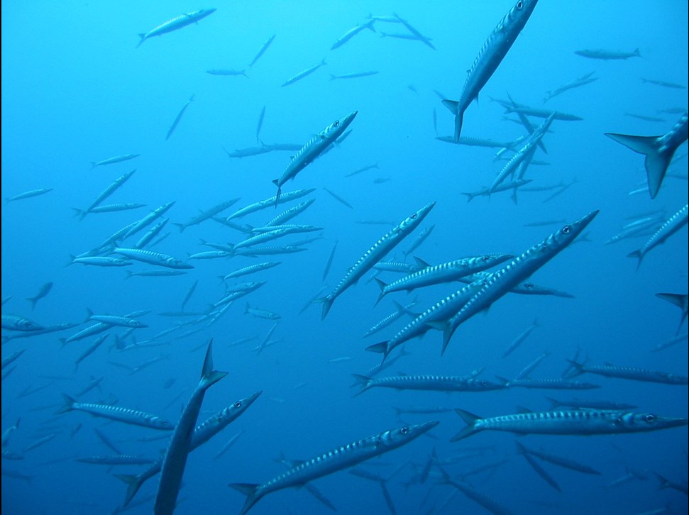 Barracudas in Mallorca