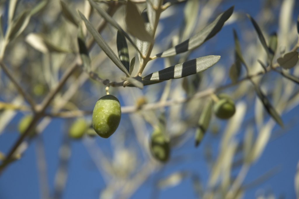 Olive tree Mallorca