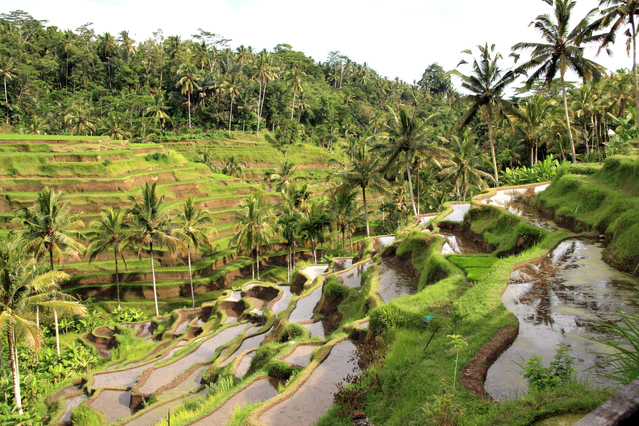 Bali fields