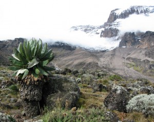 Vegetation on Mount Kilimanjaro