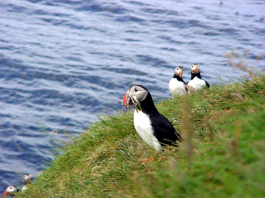 Puffin