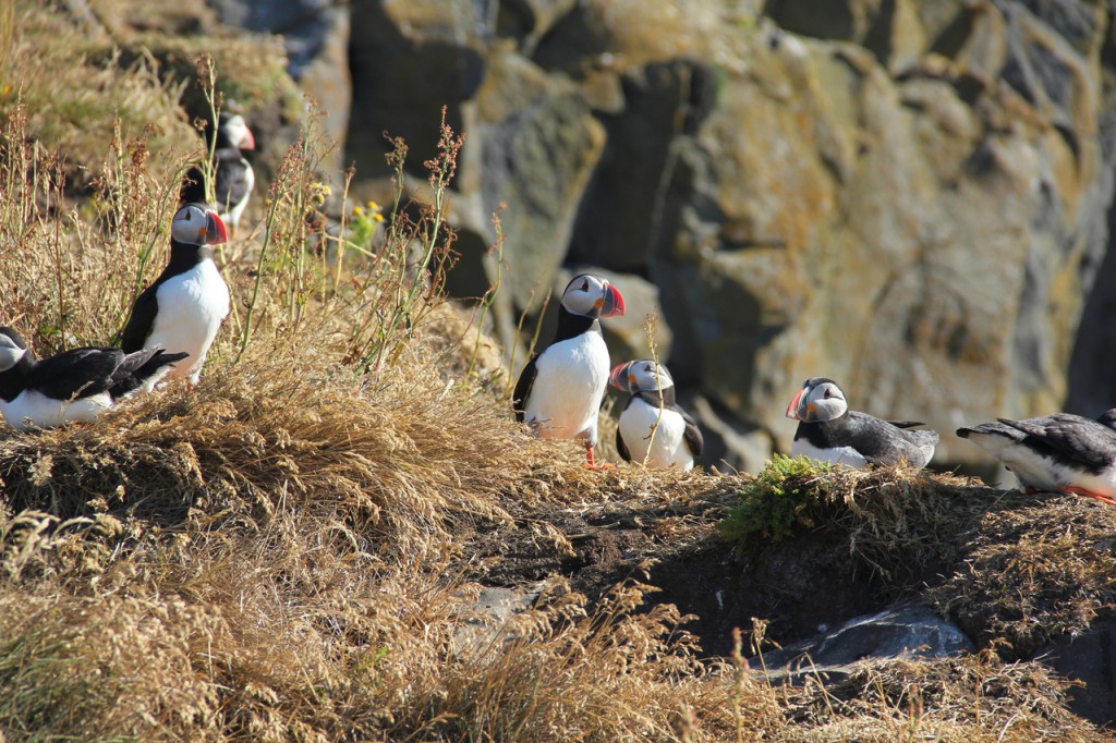 puffins