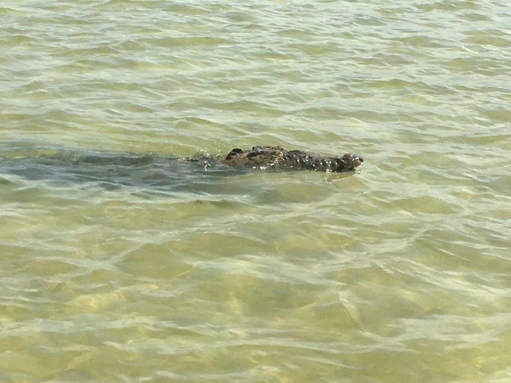 Crocodile Sian Ka'an