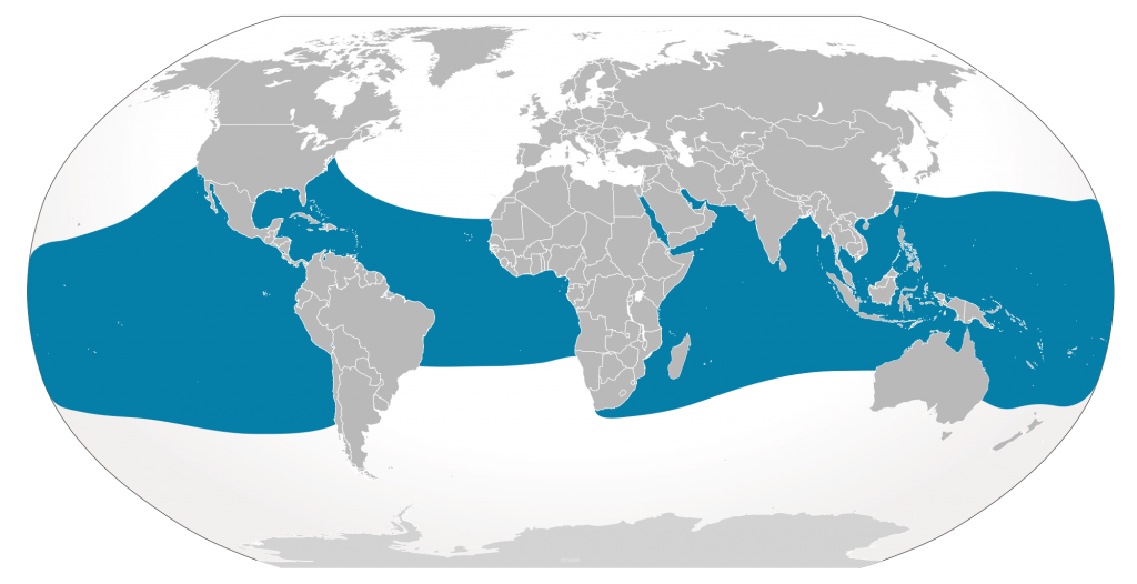 whale shark distribution map