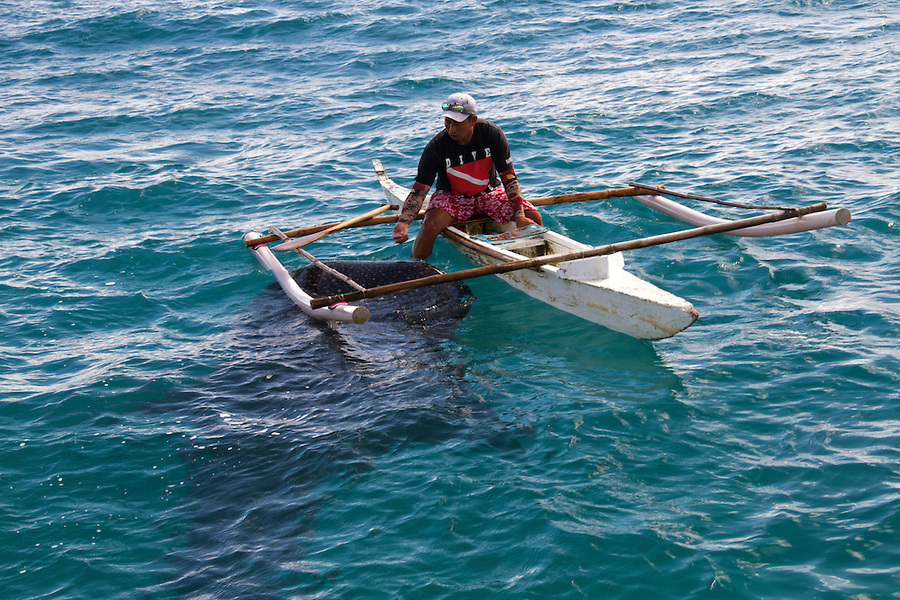 Whale sharks Oslob, Cebu feeding