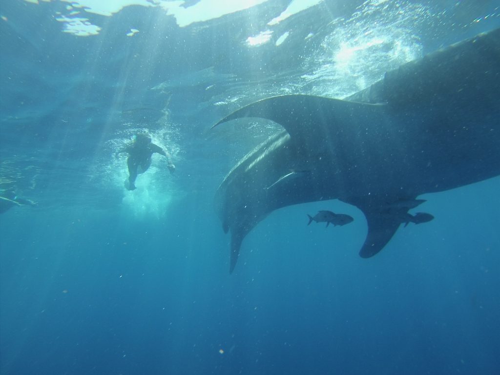 swimming with whale shark