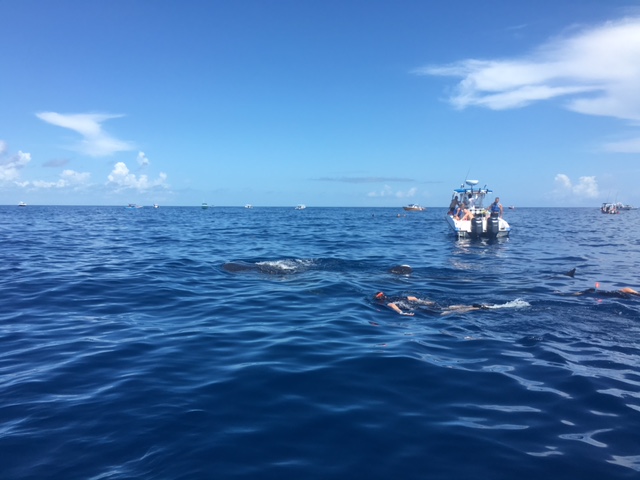 whale sharks on the surface