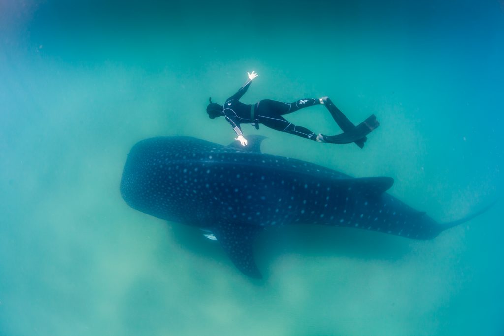 swimming with whale sharks