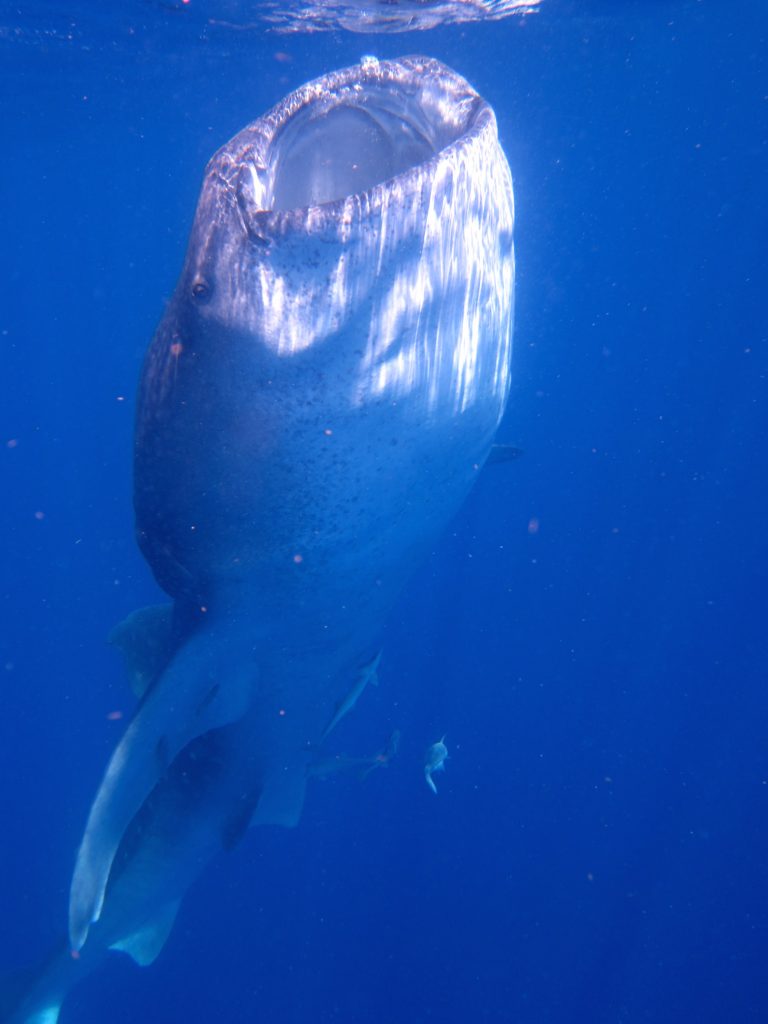 whale shark filtering water