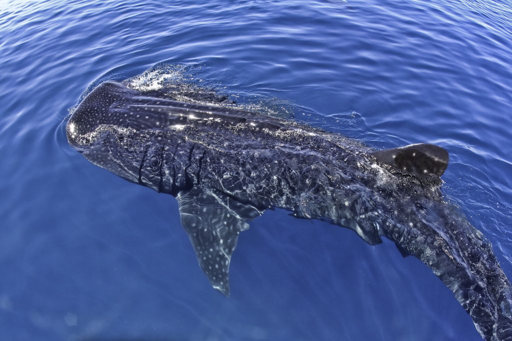whale shark