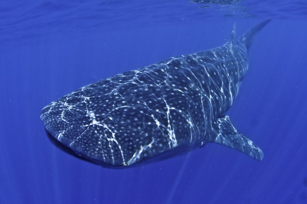 whale shark