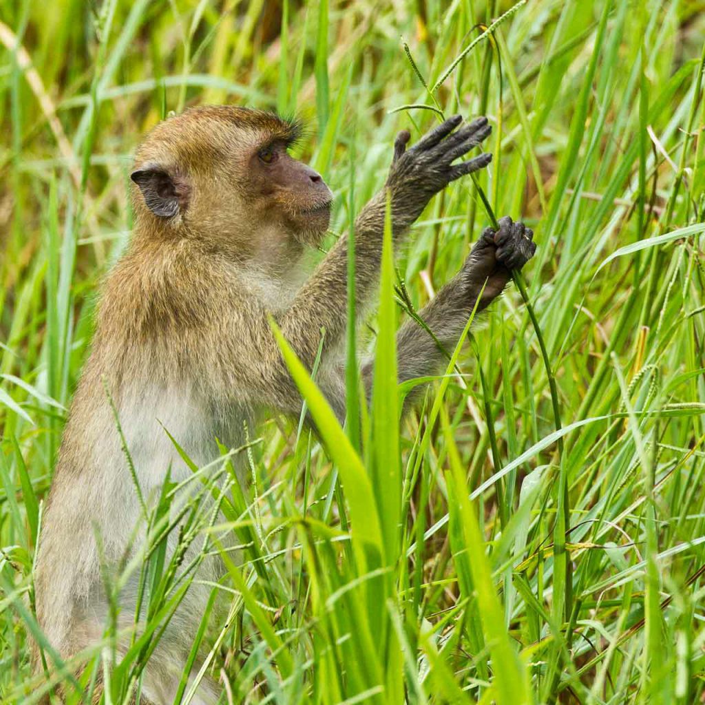 Khao Sok Monkey