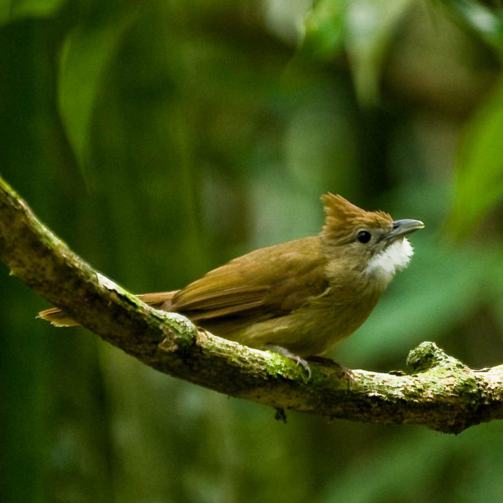 Bird watching Khao Sok