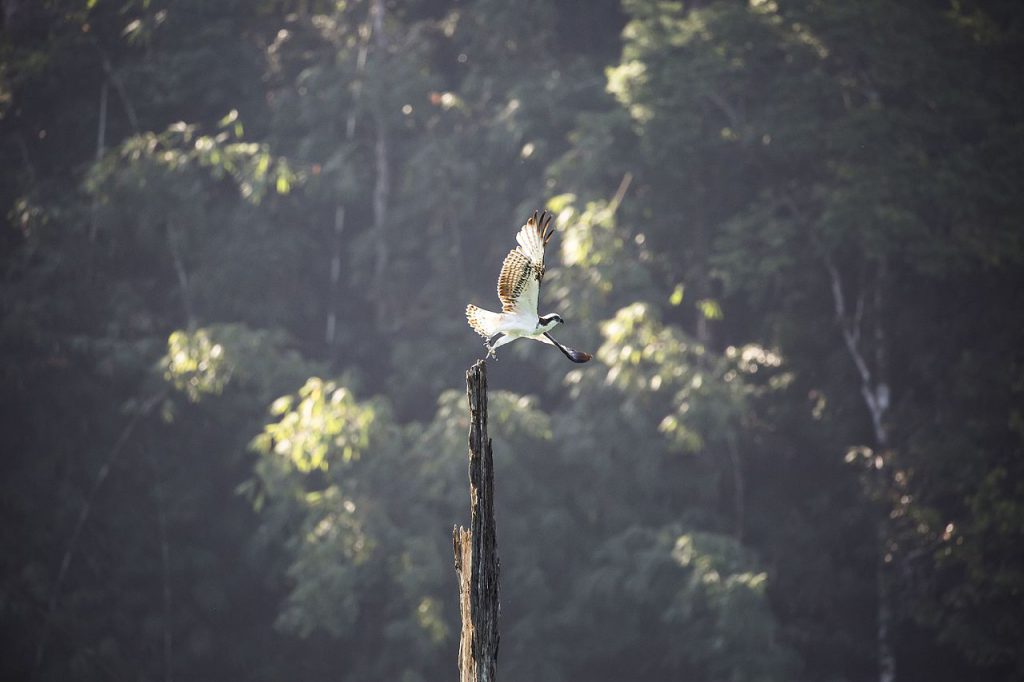Khao Sok Bird