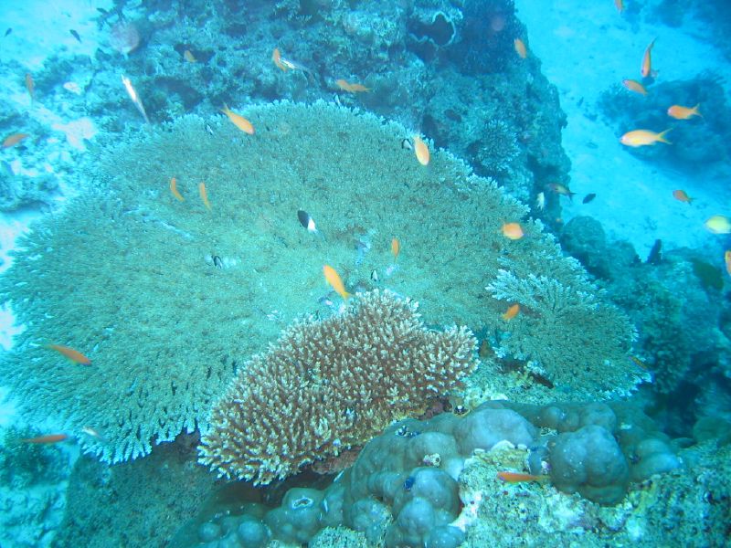 Similan Islands Coral Reef