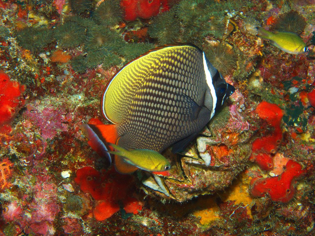 Racoon Butterflyfish