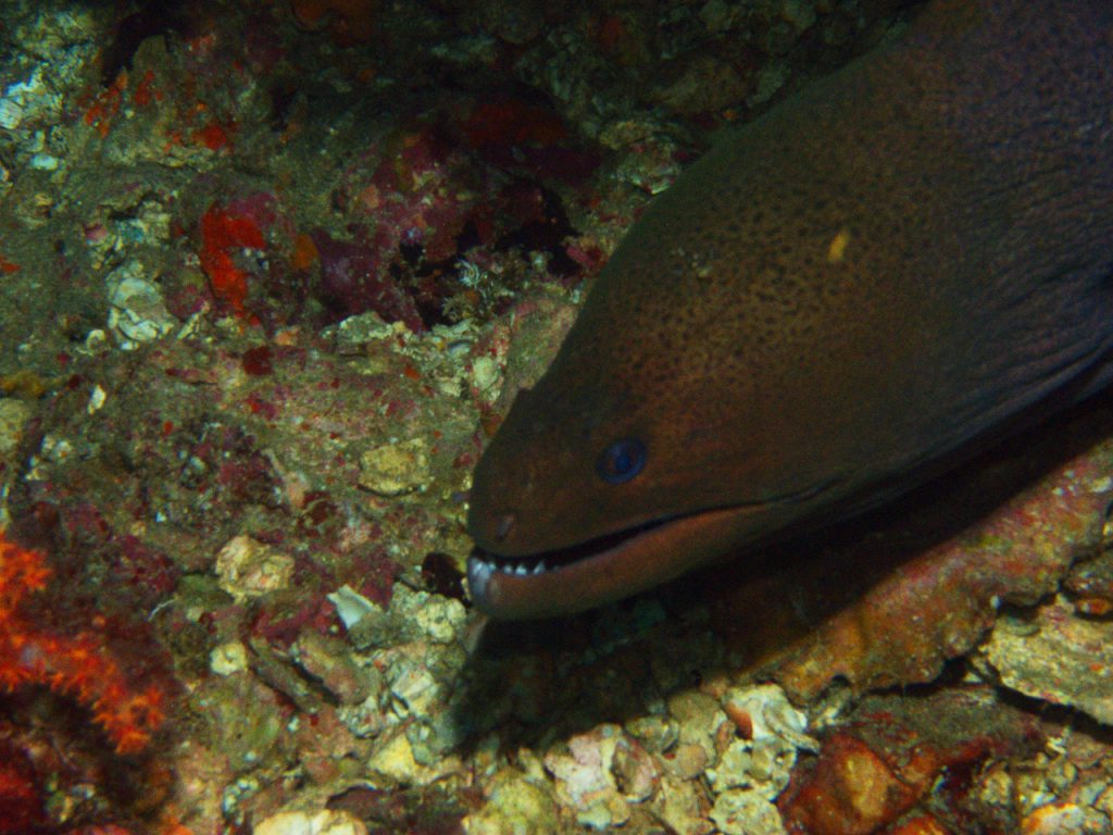 Moray Eel