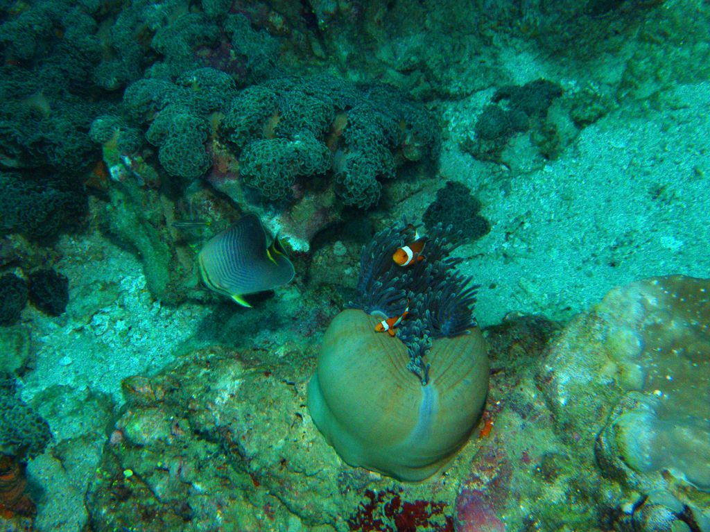 Similan Islands Coral