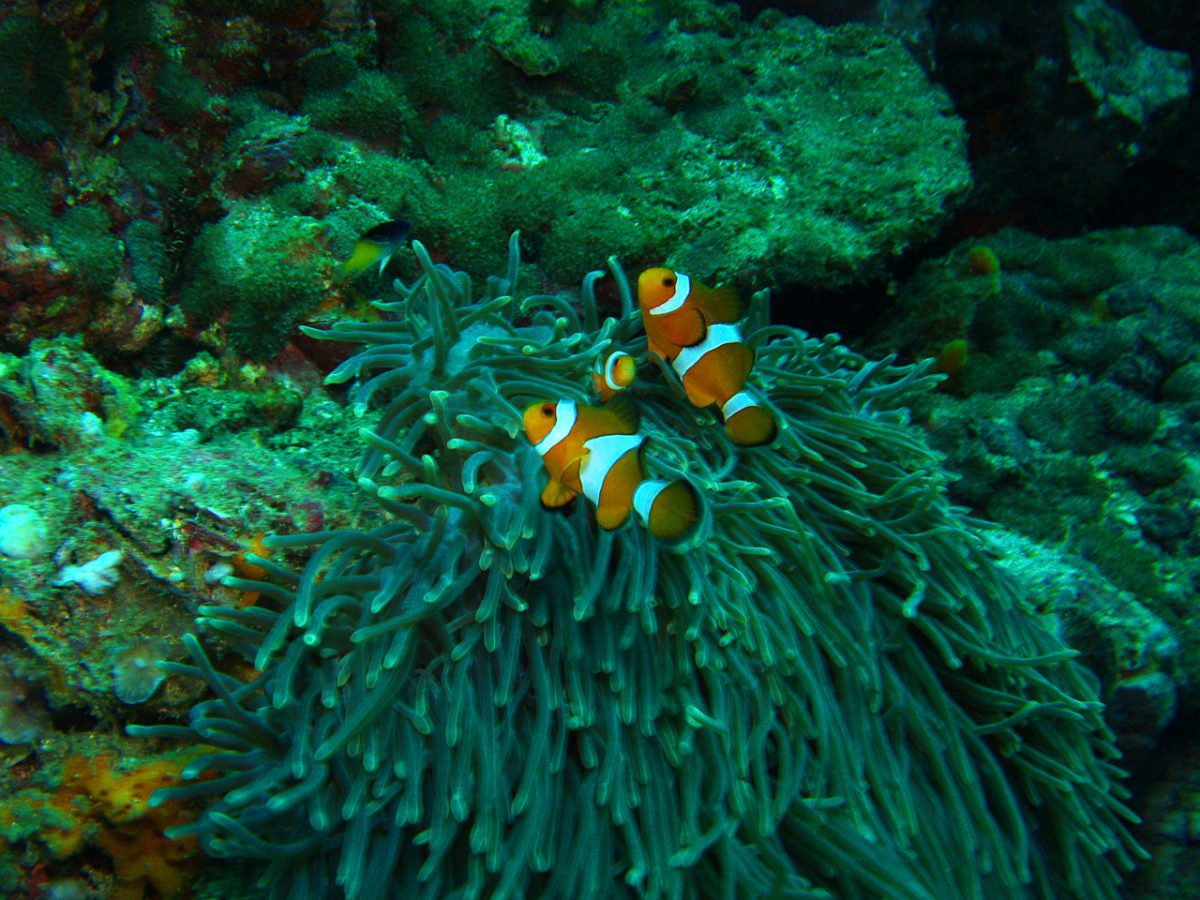 2 clown fish at east of eden