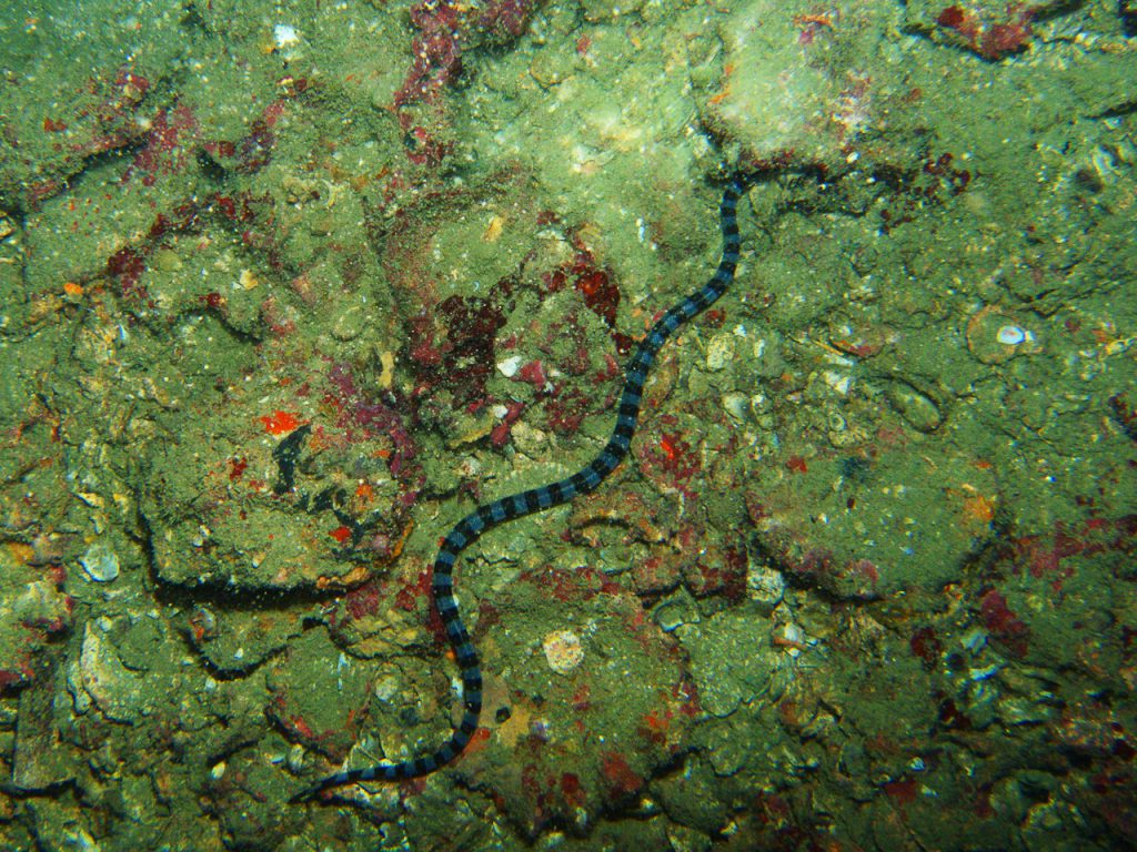 Banded Sea Kraits