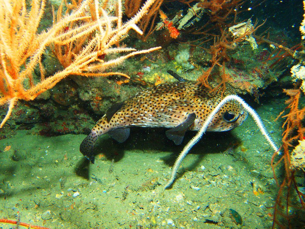 Puffer fish