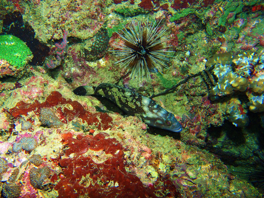 Deep Six dive site