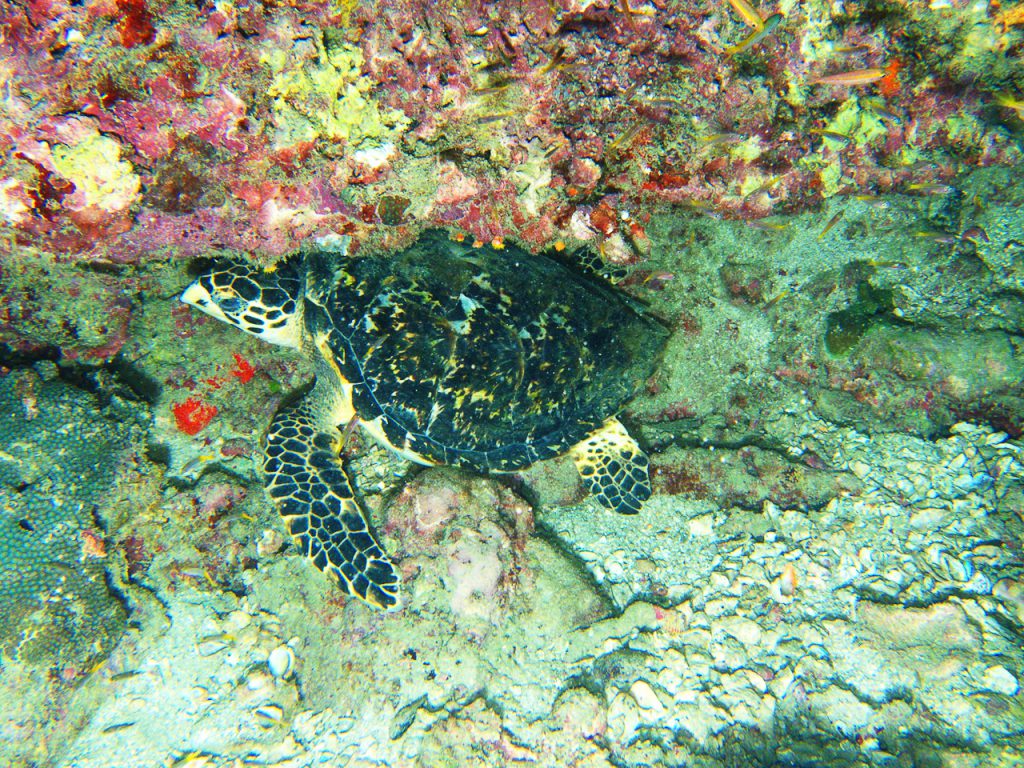hawksbill sea turtle