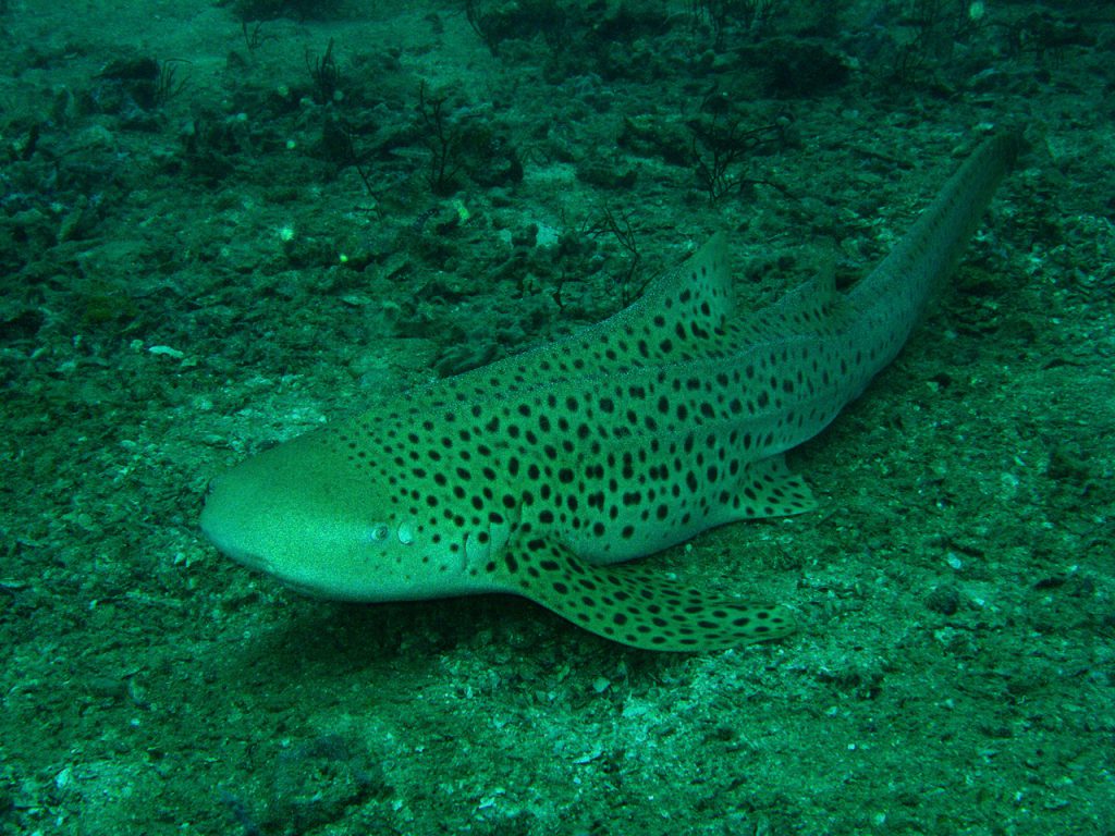 shark