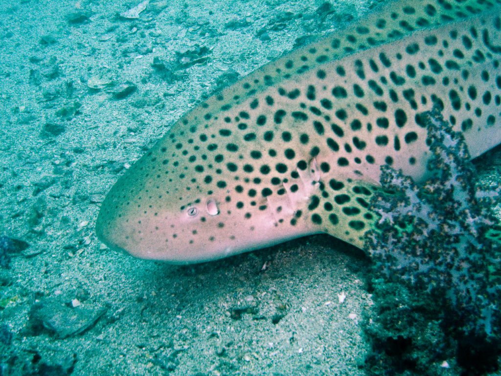 Shark