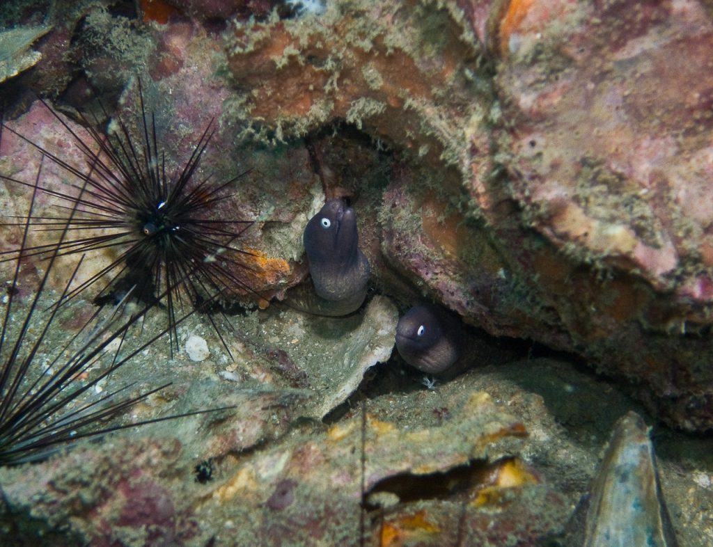 2 Moray Eels