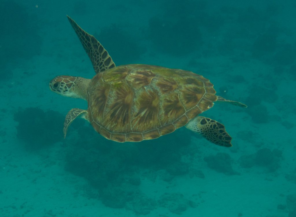 green turtle