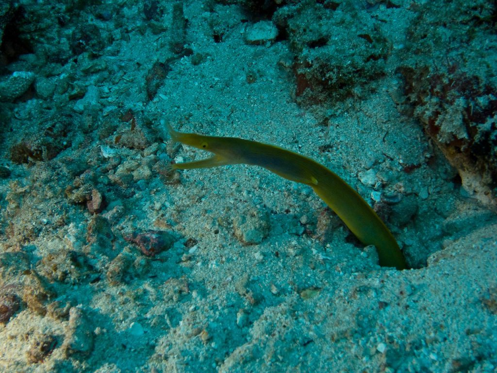 green moray eel